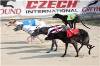 Dostihy_chrtu_Greyhound_Park_Motol_IMG_1430.JPG