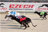 Dostihy_chrtu_Greyhound_Park_Motol_IMG_1431.JPG