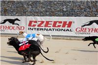 Dostihy_chrtu_Greyhound_Park_Motol_IMG_1432.JPG