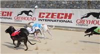 Dostihy_chrtu_Greyhound_Park_Motol_IMG_1433.JPG