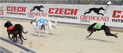 Dostihy_chrtu_Greyhound_Park_Motol_IMG_1434.JPG