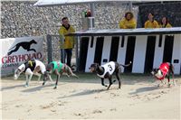 Dostihy_chrtu_Greyhound_Park_Motol_IMG_1512.JPG