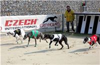 Dostihy_chrtu_Greyhound_Park_Motol_IMG_1513.JPG