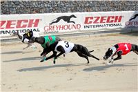 Dostihy_chrtu_Greyhound_Park_Motol_IMG_1514.JPG