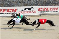 Dostihy_chrtu_Greyhound_Park_Motol_IMG_1515.jpg