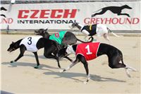 Dostihy_chrtu_Greyhound_Park_Motol_IMG_1516.JPG