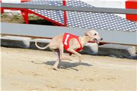 Dostihy_chrtu_Greyhound_Park_Motol_IMG_1626.JPG