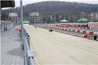 Dostihy_Chrtu_Ceska_Greyhound_Dostihova_Federace_Greyhound_Park_Motol_IMG_1789.jpg