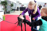 Dostihy_Chrtu_Ceska_Greyhound_Dostihova_Federace_Greyhound_Park_Motol_IMG_2061.JPG