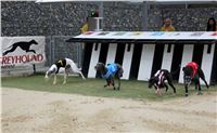 Dostihy_Chrtu_Ceska_Greyhound_Dostihova_Federace_Greyhound_park_Motol_IMG_1810.JPG