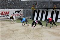 Dostihy_Chrtu_Ceska_Greyhound_Dostihova_Federace_Greyhound_park_Motol_IMG_1811.JPG