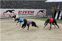 Dostihy_Chrtu_Ceska_Greyhound_Dostihova_Federace_Greyhound_park_Motol_IMG_1812.JPG