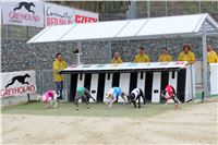 Dostihy_Chrtu_Ceska_Greyhound_Dostihova_Federace_Greyhound_park_Motol_IMG_1909.jpg