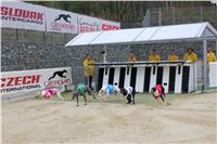 Dostihy_Chrtu_Ceska_Greyhound_Dostihova_Federace_Greyhound_park_Motol_IMG_1910.JPG