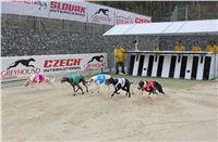 Dostihy_Chrtu_Ceska_Greyhound_Dostihova_Federace_Greyhound_park_Motol_IMG_1911.JPG