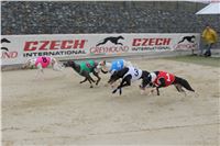 Dostihy_Chrtu_Ceska_Greyhound_Dostihova_Federace_Greyhound_park_Motol_IMG_1912.JPG