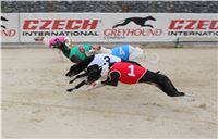 Dostihy_Chrtu_Ceska_Greyhound_Dostihova_Federace_Greyhound_park_Motol_IMG_1913.JPG