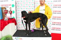 Dostihy_Chrtu_Ceska_Greyhound_Dostihova_Federace_Greyhound_park_Motol_IMG_2050.JPG