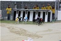 Dostihy_chrtu_May_Prix_Greyhound_Park_Motol_IMG_3269.JPG