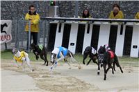 Dostihy_chrtu_May_Prix_Greyhound_Park_Motol_IMG_3270.JPG