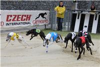 Dostihy_chrtu_May_Prix_Greyhound_Park_Motol_IMG_3271.JPG