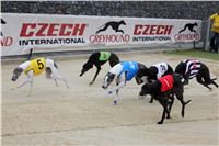 Dostihy_chrtu_May_Prix_Greyhound_Park_Motol_IMG_3272.JPG