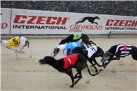 Dostihy_chrtu_May_Prix_Greyhound_Park_Motol_IMG_3273.JPG