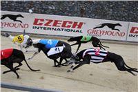 Dostihy_chrtu_May_Prix_Greyhound_Park_Motol_IMG_3274.JPG