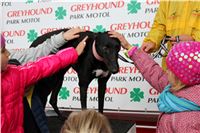 Dostihy_chrtu_May_Prix_Greyhound_Park_Motol_IMG_3307.JPG