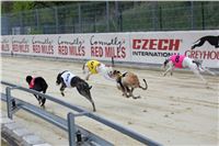 Dostihy_chrtu_May_Prix_Greyhound_Park_Motol_IMG_3335.JPG