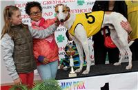 Dostihy_chrtu_May_Prix_Greyhound_Park_Motol_IMG_3359.JPG