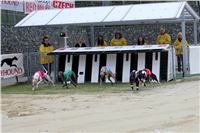 Dostihy_chrtu_May_Prix_Greyhound_Park_Motol_IMG_3377.JPG