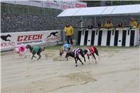 Dostihy_chrtu_May_Prix_Greyhound_Park_Motol_IMG_3379.JPG