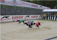 Dostihy_chrtu_May_Prix_Greyhound_Park_Motol_IMG_3380.JPG