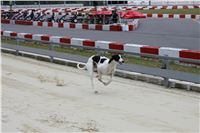 Dostihy_chrtu_May_Prix_Greyhound_Park_Motol_IMG_3462.JPG