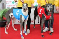 Bookmakers_Cup_Ceska_Greyhound_Dostihova_Federace_IMG_3491.JPG