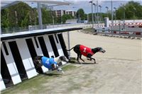 Bookmakers_Cup_Ceska_Greyhound_Dostihova_Federace_IMG_3500.JPG