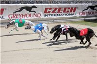 Bookmakers_Cup_Ceska_Greyhound_Dostihova_Federace_IMG_3546.JPG