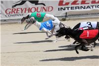 Bookmakers_Cup_Ceska_Greyhound_Dostihova_Federace_IMG_3547.JPG