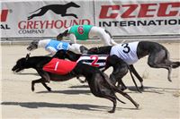 Bookmakers_Cup_Ceska_Greyhound_Dostihova_Federace_IMG_3548.JPG