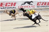 Bookmakers_Cup_Ceska_Greyhound_Dostihova_Federace_IMG_3624.JPG