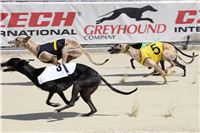 Bookmakers_Cup_Ceska_Greyhound_Dostihova_Federace_IMG_3625.JPG