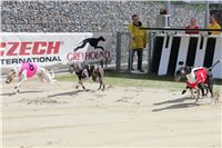 Bookmakers_Cup_Ceska_Greyhound_Dostihova_Federace_IMG_3718.JPG