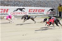 Bookmakers_Cup_Ceska_Greyhound_Dostihova_Federace_IMG_3719.JPG