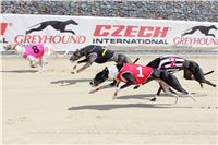 Bookmakers_Cup_Ceska_Greyhound_Dostihova_Federace_IMG_3720.JPG