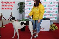 Bookmakers_Cup_Ceska_Greyhound_Dostihova_Federace_IMG_3786.JPG