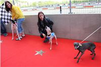 Bookmakers_Cup_Ceska_Greyhound_Dostihova_Federace_IMG_3803.JPG