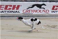 Bookmakers_Cup_Ceska_Greyhound_Dostihova_Federace_IMG_3817.JPG