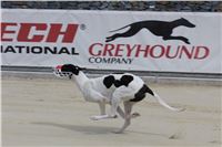 Bookmakers_Cup_Ceska_Greyhound_Dostihova_Federace_IMG_3818.JPG