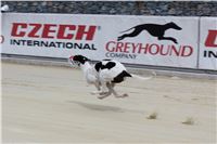 Bookmakers_Cup_Ceska_Greyhound_Dostihova_Federace_IMG_3819.JPG